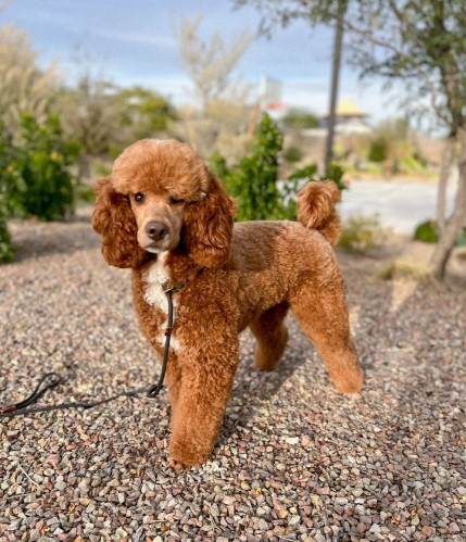 tormund poodle
