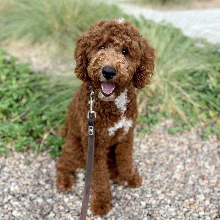 tormund