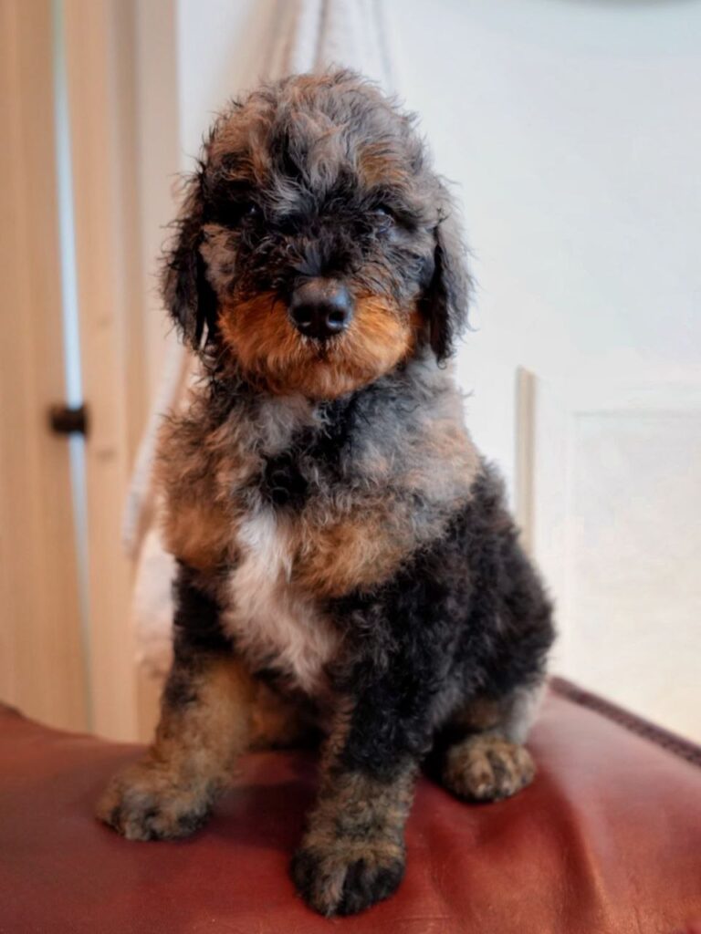 louis